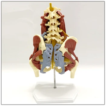 Анатомия 1: 1 В Натуральную величину Поясничные Позвонки Жизненно Важные мышцы Модель Мышц таза Выпячивание Скелета Позвоночника Межпозвоночный диск